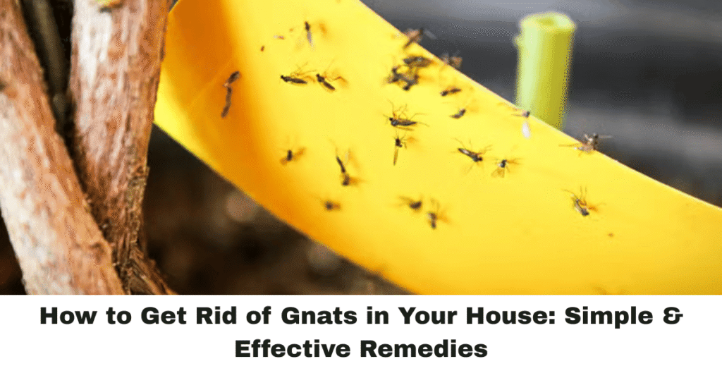 How to Get Rid of Gnats in Your House: Simple & Effective Remedies