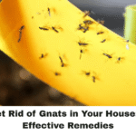 How to Get Rid of Gnats in Your House: Simple & Effective Remedies
