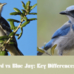 Mockingbird vs Blue Jay: Key Differences Explained